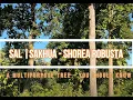 Sal Sakhua Shorea robusta - A Multipurpose Tree you should know