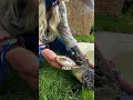 Download Lagu Deze krokodil overleeft ondanks een gebroken kaak