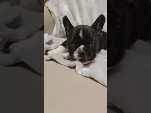 動画