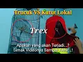 Download Lagu Trucuk Vs Kutut di Trex Apakah Yang Terjadi...?