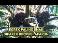 Download Lagu Lihat boss egrek paling enak dipakek diposisi apapun !! Panen sawit pokok tinggi !?!