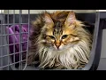 A Cat So Beautiful She Doesn t Look Real