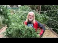 Harvesting the BLUE DREAM Harvesting Cannabis Part 5