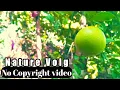 Download Lagu Most beautiful video scan lemon tree | no copyright video | no copyright nature video | no copyright