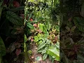 Download Lagu #mixing #flowers #videoshorts