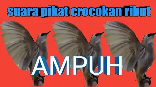 Download Suara burung trucukan  ribut buat pikat || pikat ampuh mp3 trucukan MP3