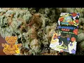Buddah Bear - Blueberry Razz