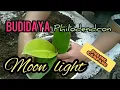 How to Propagate Philodendron Lemon Philodendron Moonlight Cultivation