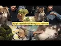 Lagu Jiji gi mukbang 😃(Alaskan Malamute)||Dogmukbang||@AniChappi 
