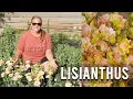 Lisianthus Growing Guide Planting Growing Harvesting
