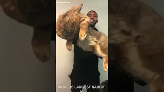 حجم الارنب مو طبيعي 