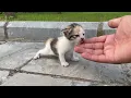 I adopted these frail cats after finding them crying on the street