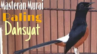 masteran murai batu medan super paling ampuh dan favorit juri