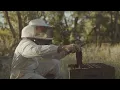 Honeybees - WWF South Africa