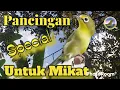 Download Lagu Suara pikat kecial kuning paling ampuh #pancinganbunyikecialkuning