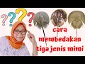 Download Lagu Cara membedakan tiga jenis mimi/belangkas yang ada di Indonesia