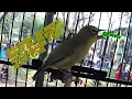 Download Lagu SUARA BURUNG _ Aksi BONEX Di Keroyok Juri Yang Bertugas !! Pleci Gacor Dakun Jateng Miliknya Waweh