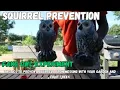 DO FAKE OWLS WORK