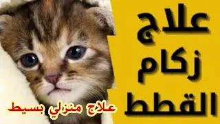 علاج زكام القطط في المنزل علاج منزلي بسيط 