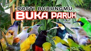 Download TERAPI BURUNG PAGI DAN MALAM HARI, TERAPI AIR SEMUA JENIS BURUNG MP3