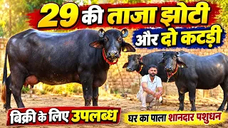 M29 की ताजा झोटी और दो कटड़ी, घर का पाला शानदार पशुधन बिक्री के लिए || Paramjeet Rewari (9992202193)