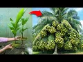 Lagu Great skill... i Growing Coconut Tree Using Coconut Leaves