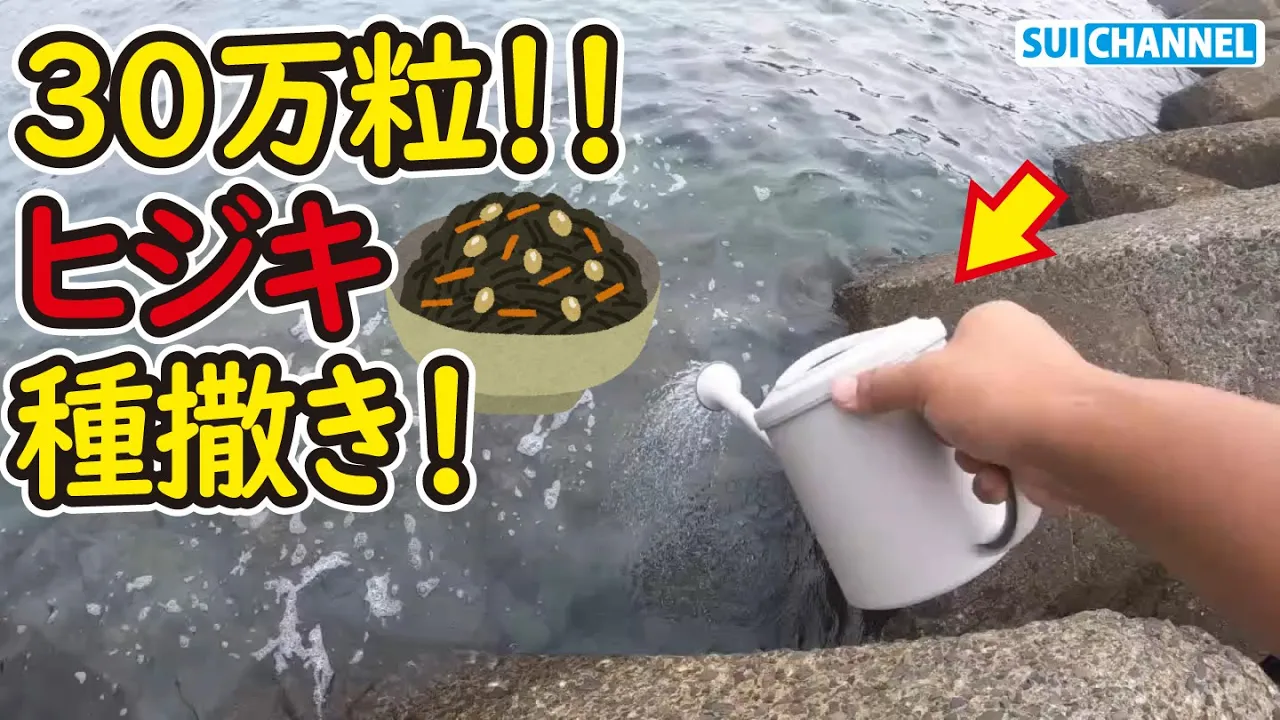 【ヒジキ再生計画#2】総数30万個超え！誰にでも出来るヒジキの種まき法が凄すぎた！