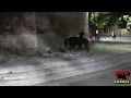 Download Lagu TOROS DEL CAJON TORRECILLA DE LA ORDEN (VA)- DOMINGO 24/08/25