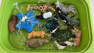 Learn Sea Animals Farm Animals Wild Zoo Animals Names English Korean. 바다동물 농장동물 야생 동물원동물 이름 배우기 영어.