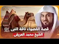 Lagu الشيخ محمد العريفي 🎙️ قصة القصواء 🐪 ناقة النبي ﷺ ✨