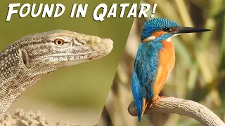 Nature in Qatar