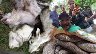 P4T4Y ANG MGA ALAGANG KAMBING INATAKI NG MGA COBRA