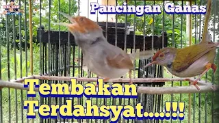 prenjak gacor dan prenjak lumut ribut pasti bikin semua prenjak bahan ikut emosi