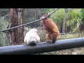 Download Lagu Kea the Sumatran Orangutan \u0026 Hazel the Gibbon at Jersey Zoo