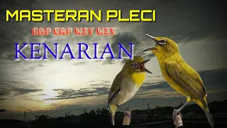 masteran pleci nembak kenarian cap cap wit wit sangat mudah di tirukan