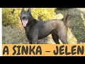 Download Lagu A SINKA KUTYA - JELEN ÉS JÖVŐ!