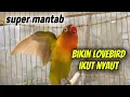 Download Lagu suara burung lovebird ngekek panjang mantab bikin lovebird apapun ikut nyaut bunyi