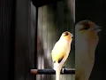 Download Lagu GACORAN BURUNG KENARI ISIAN PRENJAK.