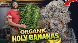 EVERYTHING I DID FROM START TO FINISH | ORGANIC HOLY BANANAS | HARVEST, DRY, CURE