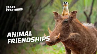 top 5 animal pairs with the oddest symbiotic relationships