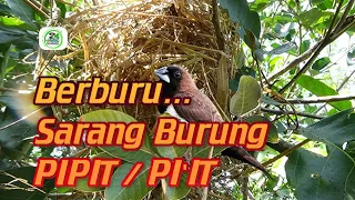 Download Berburu Sarang Burung Pipit / Pi'it MP3