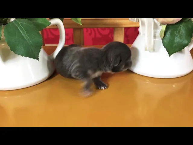 動画