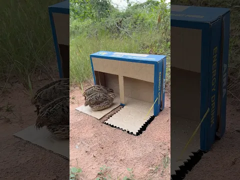 Innovative Unique Quail Trap Using Cardboard Box #shorts