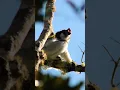 Download Lagu HOWLING Indri Lemur of Madagascar