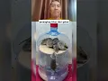 Download Lagu perangkap tikus dari galon