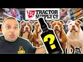 Must Have Tractor Supply Items Your Dog Will LOVE
