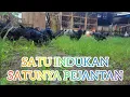 Download Lagu AYAM KAMPUNG BLACK PERMUD DAN SENGKUNI