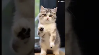 Le Tac Asemi Izewjaghe  Le Tac Asemi Izewjaghe