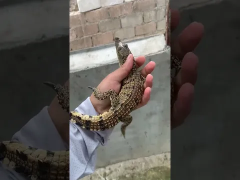 Little crocodile 🐊 hybrid #baby crocodile