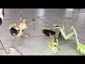 Aggressive Mantis Squad Gon Give It To Ya